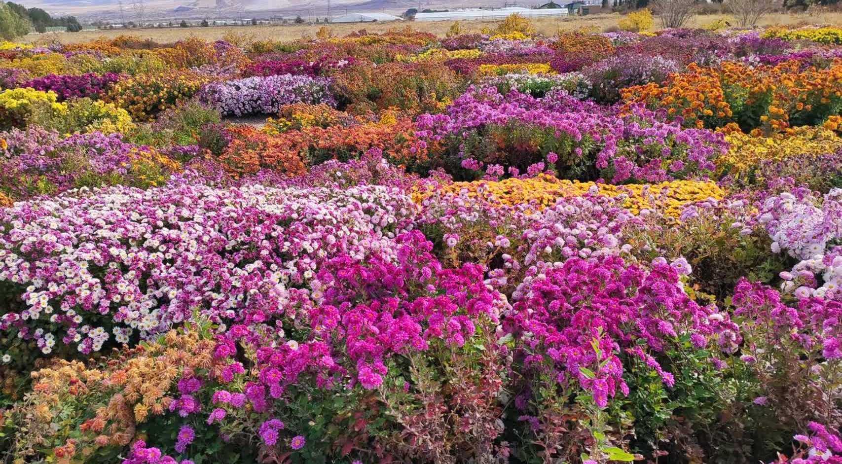جشنواره گل‌های داودی