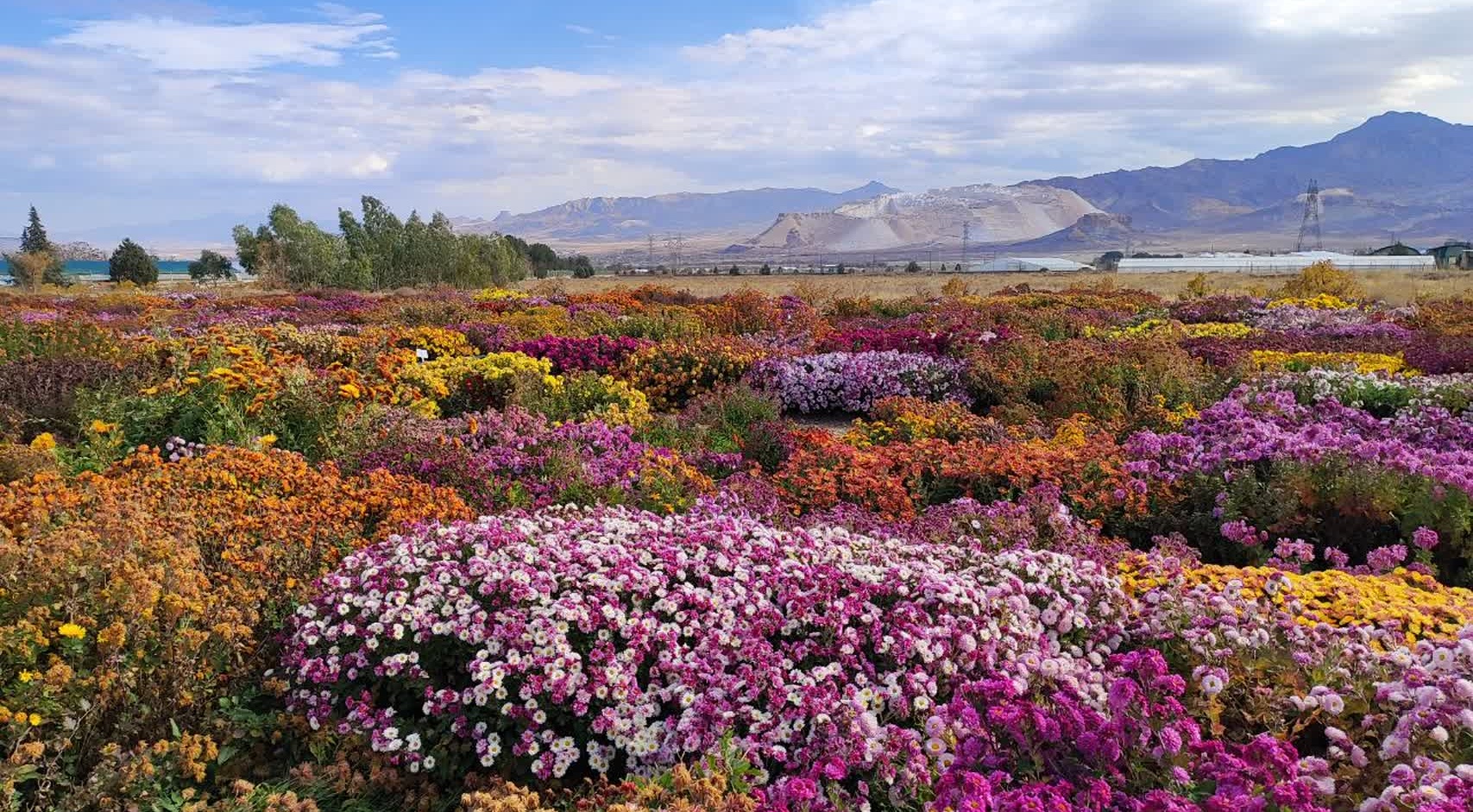 جشنواره گل‌های داودی