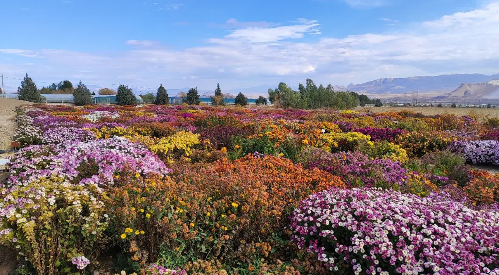 جشنواره گل‌های داودی