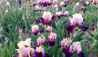 هفتمین نمایشگاه گل‌های اصلاح‌شده زنبق از یکم اردیبهشت‌ماه در پژوهشکده گل و گیاهان زینتی آغاز شد