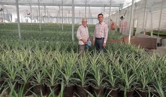 بازدید محققان معین پژوهشکده گل و گیاهان زینتی از بزرگ‌ترین سایت الگویی تولید آناناس کشور در شهرستان گرگان