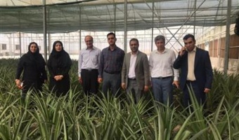 بازدید رئیس پژوهشکده گل و گیاهان زینتی از گلخانه تولید آناناس در شهرستان پیشوا