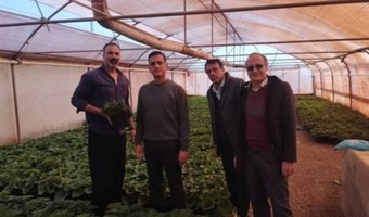 بازدید موردی محققین معین پژوهشکده گل و گیاهان زینتی از گلخانه‌های شهرستان محلات و ارائه راهکارهای مدیریتی