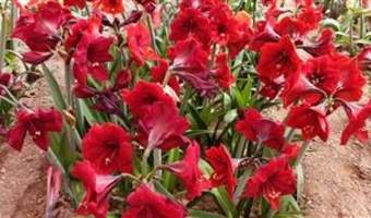 برگزاری سومین نمایشگاه گل‌های آماریلیس در پژوهشکده گل و گیاهان زینتی با معرفی بیش از ۵۰ ژنوتیپ امیدبخش