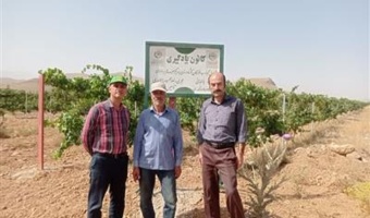 بازدید دکتر خلج، محقق معین پژوهشکده گل و گیاهان زینتی از باغ‌های بادام، انگور و گردو در دهستان خورهه در قالب طرح یاوران تولید