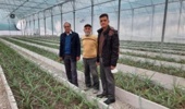 بازدید پژوهشگران پژوهشکده گل و گیاهان زینتی از واحد گلخانهای پرورش آناناس در استان گلستان