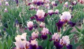 هفتمین نمایشگاه گل‌های اصلاح‌شده زنبق از یکم اردیبهشت‌ماه در پژوهشکده گل و گیاهان زینتی آغاز شد