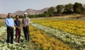 بازدید محققان معین و یاوران تولید پژوهشکده گل و گیاهان زینتی از مزرعه تولید بذر آقای داوود عطالهی در روستای علی‌آباد