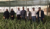 بازدید رئیس پژوهشکده گل و گیاهان زینتی از گلخانه تولید آناناس در شهرستان پیشوا