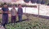 بازدید محقق معین پژوهشکده گل و گیاهان زینتی از گلخانه آپارتمانی آقای دهنمکی در روستای ارقده محلات
