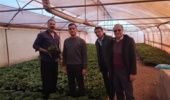بازدید موردی محققین معین پژوهشکده گل و گیاهان زینتی از گلخانههای شهرستان محلات و ارائه راهکارهای مدیریتی