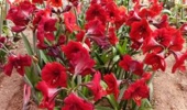 برگزاری سومین نمایشگاه گلهای آماریلیس در پژوهشکده گل و گیاهان زینتی با معرفی بیش از ۵۰ ژنوتیپ امیدبخش