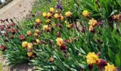 برگزاری هفتمین نمایشگاه گلهای اصلاحشده زنبق ریزومی با معرفی ژنوتیپهای امیدبخش در پژوهشکده گل و گیاهان زینتی