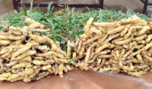 کشت آزمایشی زنجبیل در پژوهشکده گل و گیاهان زینتی به برداشت ۳.۵ کیلوگرم در مترمربع منجر شد