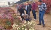 برنامهریزی برای ثبت ارقام جدید داوودی و رز پرتوتابی شده در پژوهشکده گل و گیاهان زینتی