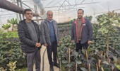 بازدید از گلخانه تخصصی گیاهان آپارتمانی و گل رز باغچهای