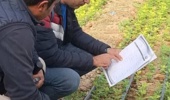 بازدید از گلخانه گل داوودی شهرستان بیضا استان فارس