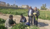 بازدید از نرگسزارهای شهرستان خفر استان فارس