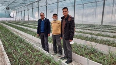 بازدید پژوهشگران پژوهشکده گل و گیاهان زینتی از واحد گلخانه‌ای پرورش آناناس در استان گلستان