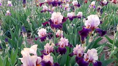 هفتمین نمایشگاه گل‌های اصلاح‌شده زنبق از یکم اردیبهشت‌ماه در پژوهشکده گل و گیاهان زینتی آغاز شد