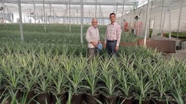 بازدید محققان معین پژوهشکده گل و گیاهان زینتی از بزرگ‌ترین سایت الگویی تولید آناناس کشور در شهرستان گرگان