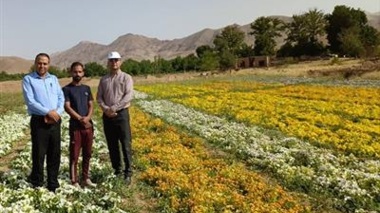 بازدید محققان معین و یاوران تولید پژوهشکده گل و گیاهان زینتی از مزرعه تولید بذر آقای داوود عطالهی در روستای علی‌آباد