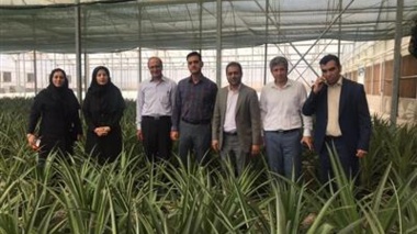 بازدید رئیس پژوهشکده گل و گیاهان زینتی از گلخانه تولید آناناس در شهرستان پیشوا