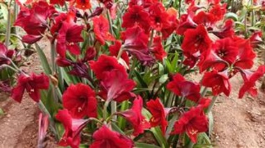 برگزاری سومین نمایشگاه گل‌های آماریلیس در پژوهشکده گل و گیاهان زینتی با معرفی بیش از ۵۰ ژنوتیپ امیدبخش