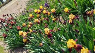 برگزاری هفتمین نمایشگاه گل‌های اصلاح‌شده زنبق ریزومی با معرفی ژنوتیپ‌های امیدبخش در پژوهشکده گل و گیاهان زینتی