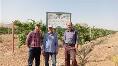 بازدید دکتر خلج، محقق معین پژوهشکده گل و گیاهان زینتی از باغ‌های بادام، انگور و گردو در دهستان خورهه در قالب طرح یاوران تولید