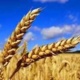 ارتقاء کمی وکیفی و بهره‌وری تولید گندم