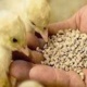 ارتقاء خود‌اتکایی در تولید علوفه و خوراک دام و طیور