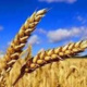 ارتقاء کمی و کیفی و بهره‌وری تولید گندم