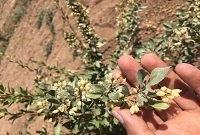 کلکسیون زرشک