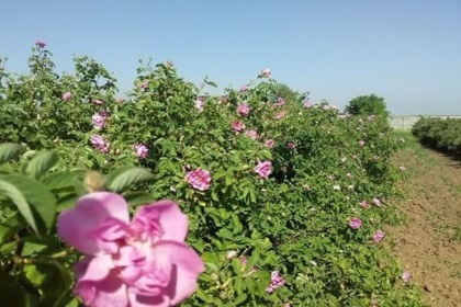 مزرعه پرورش گل محمدی