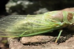 مبارزه با زنجره مو