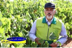 هرس سبز انگور (هرس بهاره)