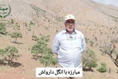 انگل دارواش و مدیریت مبارزه با آن در درختان زالزالک