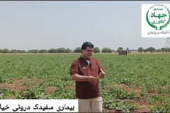 بیماری سفیدک درونی خیار