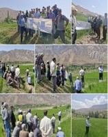 برگزاری روز انتقال یافته‌های نوین زراعت برنج در الموت شرقی