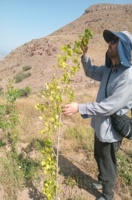 بازدید از عارضه زردی مزارع پرورش چوب درختان صنوبر روستای عمند