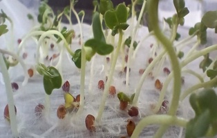 ارزیابی و تایید کیفیت بذر کلزا وارداتی، رقم هامان (گواهی شده)