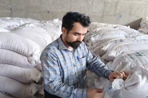نمونه‌برداری از بذور گندم و جو آبی و دیم جهت تولید بذر با کیفیت گواهی شده