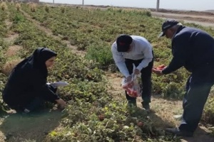 طرح  پایش نیترات گوجه فرنگی ها در شهرستان  آبیک آغاز شد
