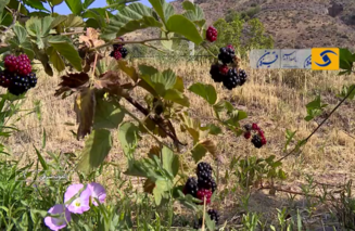 معرفی ۱۸ رقم جدید تمشک وارداتی با قابلیت کشت داربستی