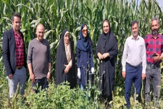 بازدید متخصص مؤسسه تحقیقات گیاهپزشکی از مزارع ذرت روستای نوده از توابع مرکز رامند شهرستان بوئین زهرا