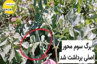 بازدید کارشناسان بذر و نهال قزوین از مزارع سیب‌زمینی آوج