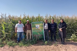 مانور پایش و مقابله با آفت کرم برگخوار پاییزه ذرت