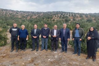 محقق مرکز تحقیقات کشاورزی در کیل گیری باغ زیتون - طارم سفلی