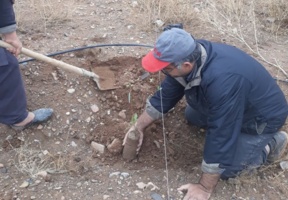 مقایسه استقرار و ویژگی‌های کمی و کیفی گونه‌های بیابانی در شرایط آبیاری با آب‌های نامتعارف استفاده از پساب فاضلاب در توسعه و احیای پوشش سبز در اراضی بیابانی قم